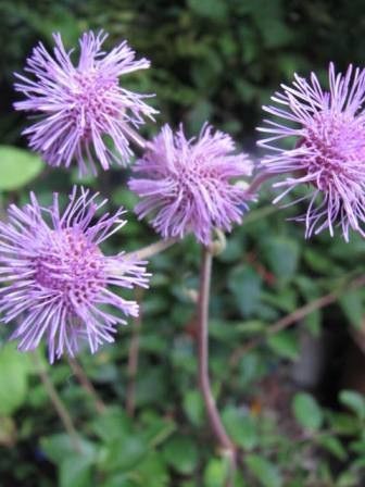 カワイイ桃色の花 桃色花火 四季おりおりの庭