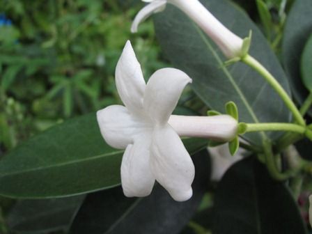 これ ジャスミン 四季おりおりの庭