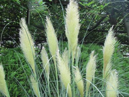 今年も お目見え パンパスグラス 四季おりおりの庭