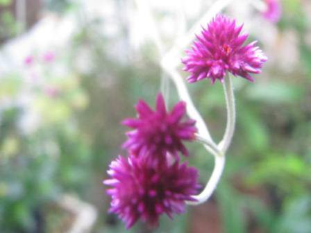 千紅花火 やっぱり センコウハナビ と読むんだよ 四季おりおりの庭