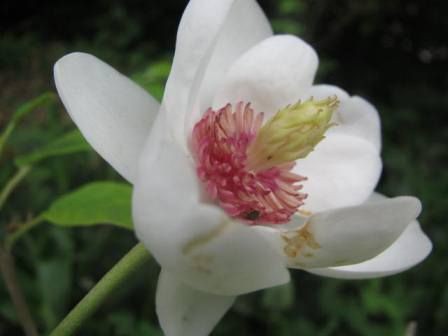 恥ずかしがり屋の オオヤマレンゲ 四季おりおりの庭