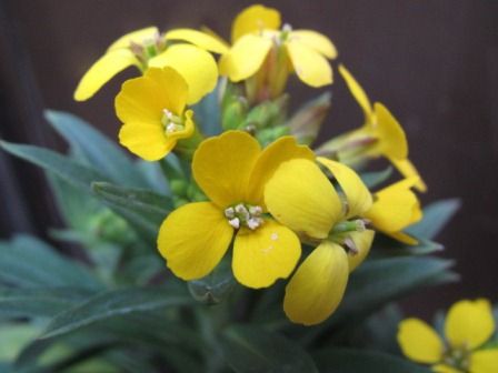黄色の花 エリシマム 花言葉は 愛の絆 だって 四季おりおりの庭
