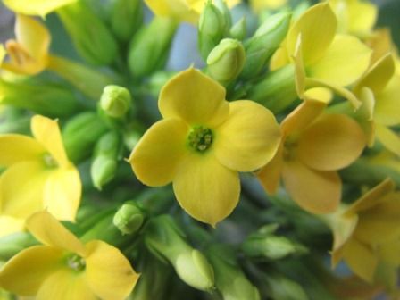 頭が良くなる花だって この カランコエ 四季おりおりの庭