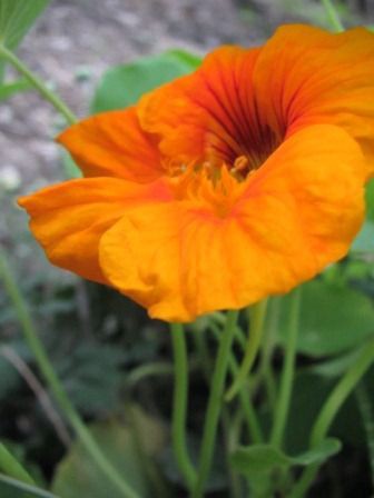 食べてオイシイ キンレンカ 四季おりおりの庭