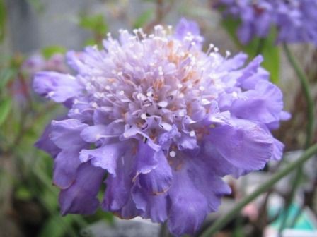 心惹かれる紫の花 スカビオサ バタフライブルー 四季おりおりの庭