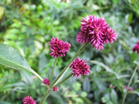 千紅花火 やっぱり センコウハナビ と読むんだよ 四季おりおりの庭