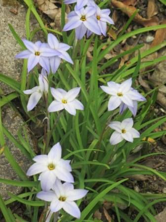 ハナニラ 本名 イエイオン と言う花 四季おりおりの庭 ハナニラ 本名 イエイオン と言う花 四季おりおりの庭