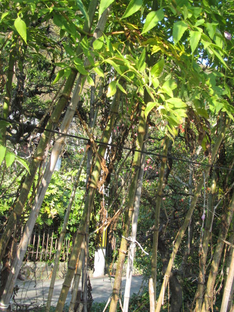 ピンクの皇帝ダリア そして 白い花の皇帝ダリアから 四季おりおりの庭