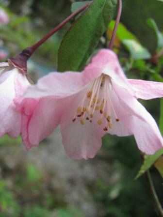 ハナカイドウ ステキなピンクの花 四季おりおりの庭