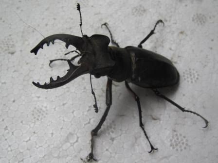 珍客 来訪 クワガタ カブトムシ 四季おりおりの庭 珍客 来訪 クワガタ カブトムシ 四季おりおりの庭