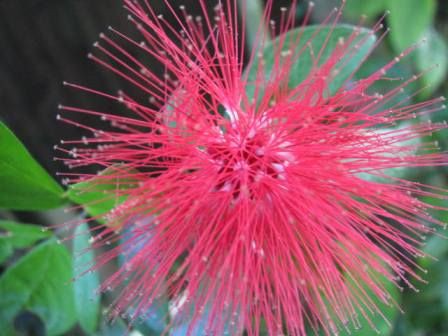 赤い綿帽子のような 四季咲き緋ネム 四季おりおりの庭