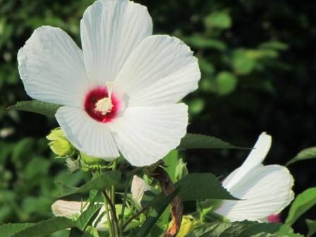 何だこの大きい花 セイヨウフヨウ だよ 四季おりおりの庭