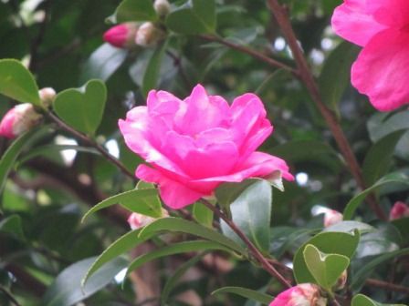 元気溌剌 冬の花 サザンカ 四季おりおりの庭