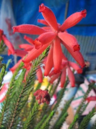 炎の様な花 ファイヤーヒース 別名 エリカ セリントイデス 四季おりおりの庭