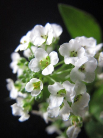 白い花が可愛らしい アリッサム 和名は ニワナズナ 四季おりおりの庭