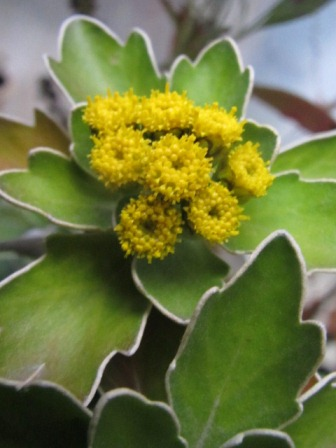 葉っぱを 白で縁取りしたよな イソギク 四季おりおりの庭