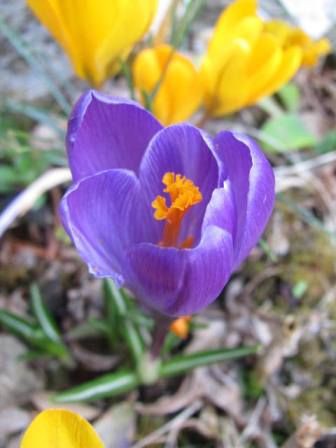 青春の花 クロッカス 四季おりおりの庭