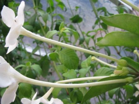 チョット変わった 白色アメリカ ニオイバンマツリ 四季おりおりの庭