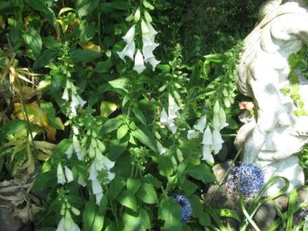 ジキタリス 薬にも 毒にもなる花 四季おりおりの庭