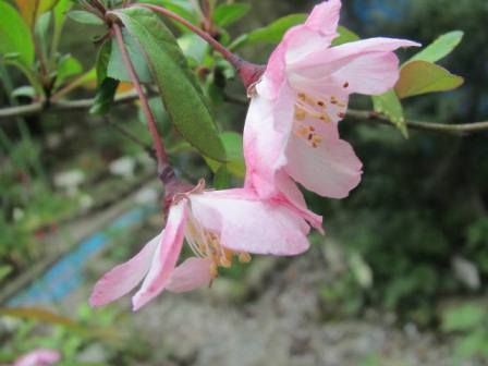 ハナカイドウ ステキなピンクの花 四季おりおりの庭