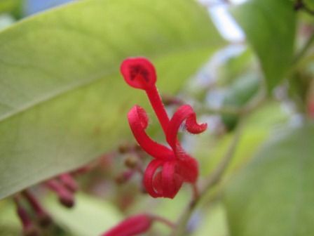 花弁の無い花 カルトセゾン 四季おりおりの庭