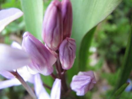 雪解けに咲く花 チオノドグサ 四季おりおりの庭