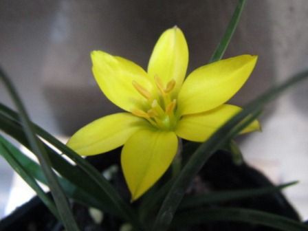 イエイオン セロウィアナム 黄色 鮮やかな花 四季おりおりの庭