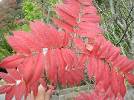 赤い葉っぱ 美しい ナナカマド 四季おりおりの庭