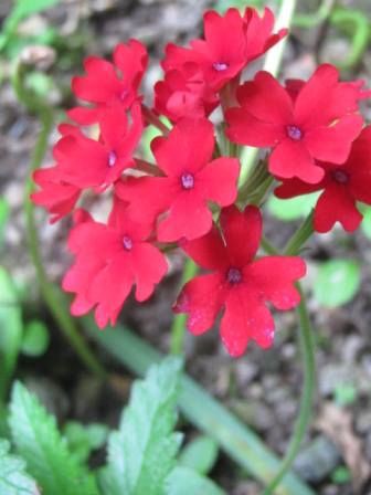 赤くて カワイイ バーベナ の花 四季おりおりの庭