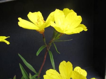優しい花なのに 難しい名前の エノテラ レモンドロップ 四季おりおりの庭
