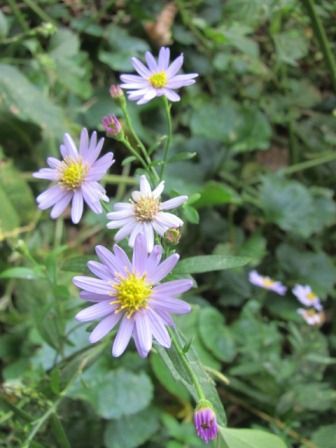 野に咲く 紺色の菊 四季おりおりの庭