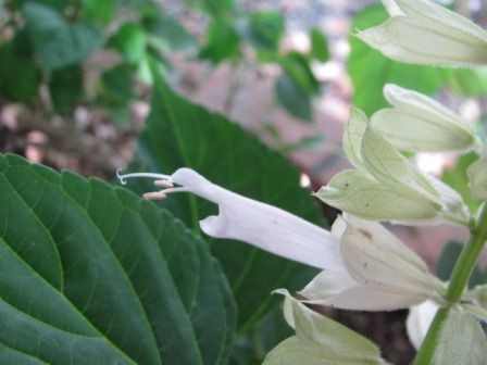 白い花の サルビア 四季おりおりの庭