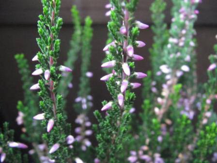 コメツブみたいな カルーナ の花 四季おりおりの庭