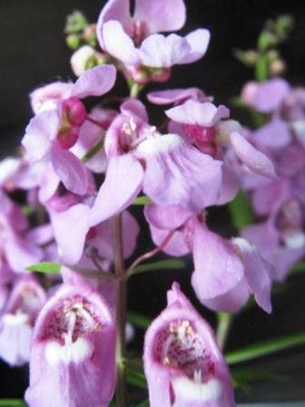 アンゲロニア 変わった花 四季おりおりの庭