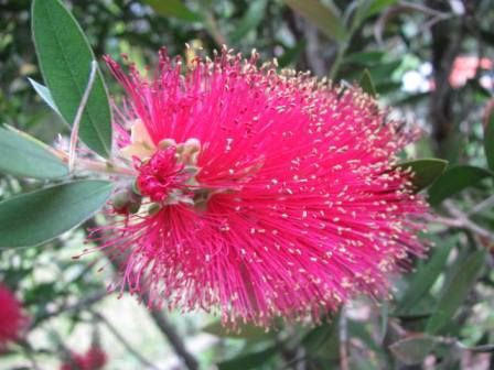 ブラシの木 真っ赤っか 四季おりおりの庭