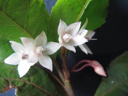 葉っぱの下に かくれんぼしている ヤブコウジ 四季おりおりの庭