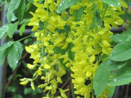 通称 黄色の藤 キバナフジ 本名 キングサリ 四季おりおりの庭
