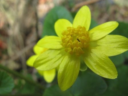 金色に輝く花 リュウキンカ 四季おりおりの庭