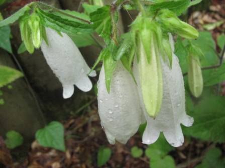 ホタルブクロ アケボノホタルブクロ と 白花ホタルブクロ 紅白だよ 四季おりおりの庭
