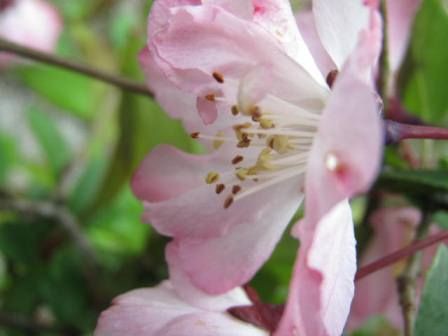 ハナカイドウ ステキなピンクの花 四季おりおりの庭
