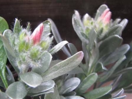 なが い名前の コンボルブルス スノーエンジェル 四季おりおりの庭 なが い名前の コンボルブルス スノーエンジェル 四季おりおりの庭