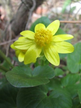 金色に輝く花 リュウキンカ 四季おりおりの庭