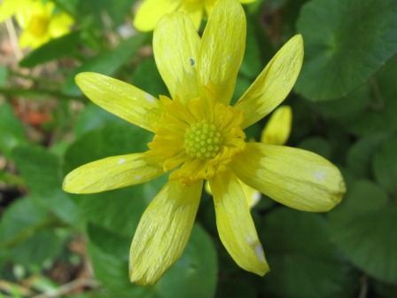 金色に輝く花 リュウキンカ 四季おりおりの庭