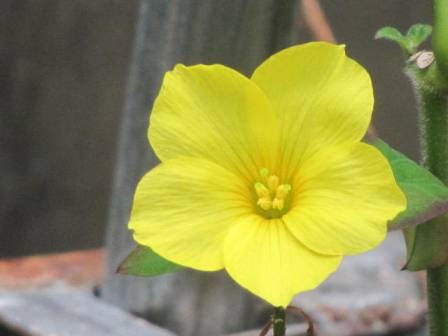 目が覚めるようなキイロの 雲南月光花 四季おりおりの庭