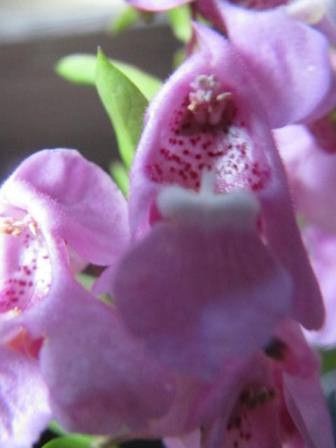 アンゲロニア 変わった花 四季おりおりの庭