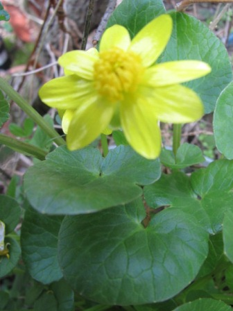 金色に輝く花 リュウキンカ 四季おりおりの庭