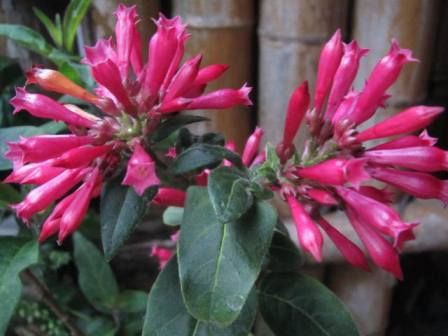 また また 咲いた ベニチョウジ 四季おりおりの庭