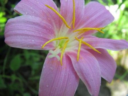 雨のあと可愛く咲く ハブランサス 四季おりおりの庭