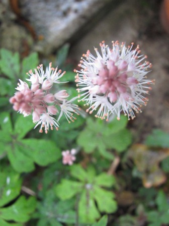 初春にピッタリ ティアレア スプリングシンフォニー 四季おりおりの庭