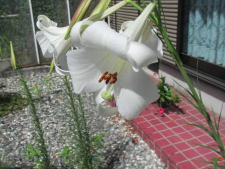 ユリの最後を飾る タカサゴユリ 四季おりおりの庭